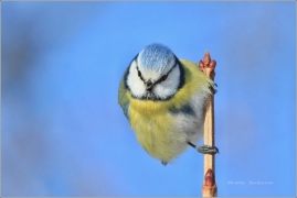 <p>SÝKORA MODŘINKA (Cyanistes caeruleus)</p>